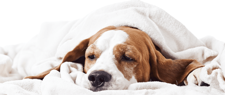 chien stressé